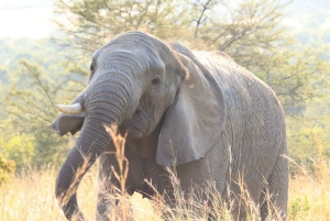 4-dniowe safari w Pilanesberg Tlou Tented