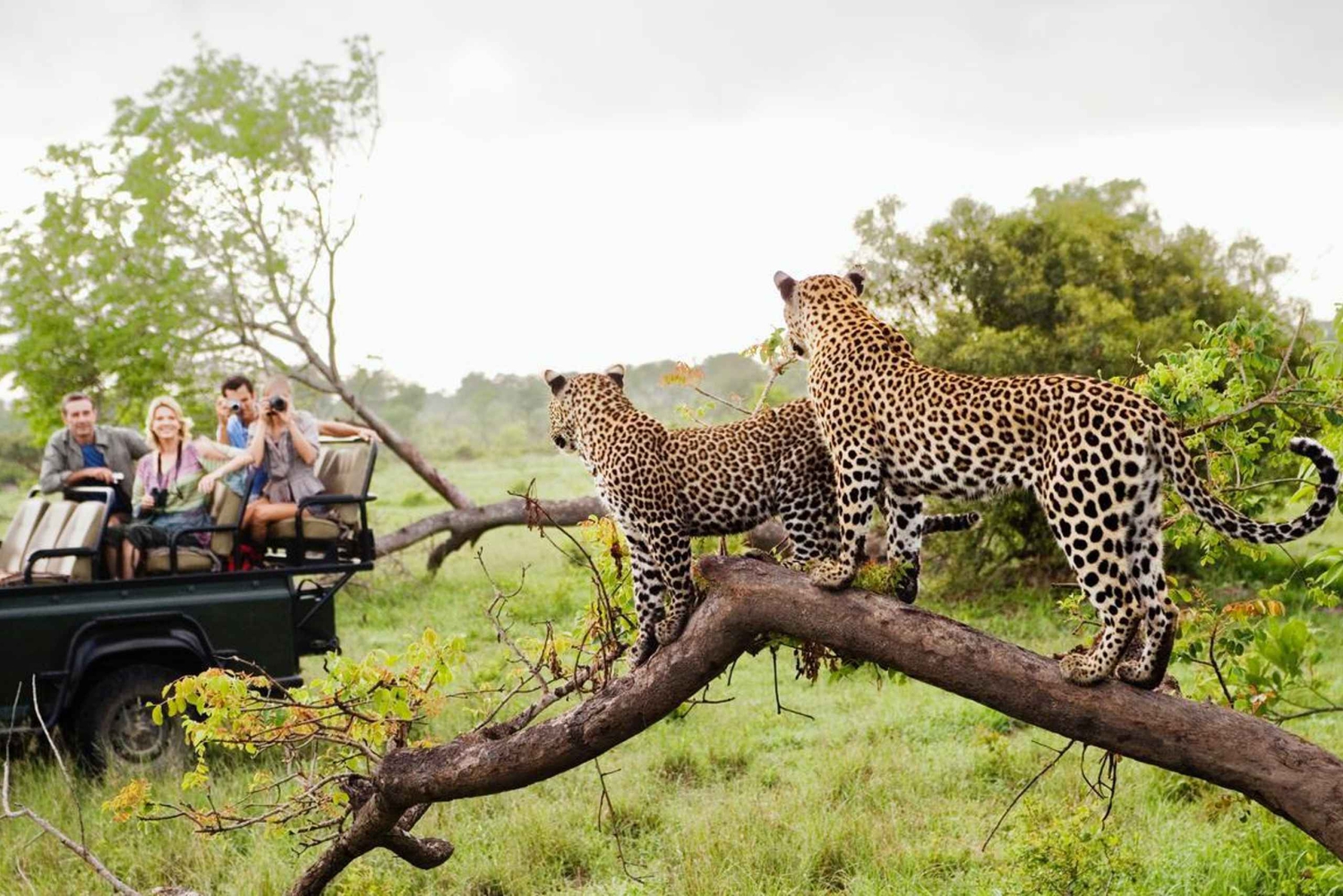 5-Day South Africa Tour: Cape Town, Safari, and Garden Route