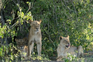 5 Tage 4 Nächte Safari Tour in Madikwe und Pilanersbeg