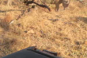 5 Tage 4 Nächte Safari Tour in Madikwe und Pilanersbeg