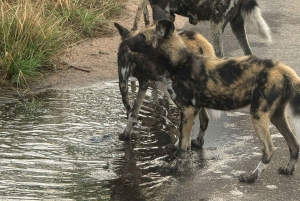 5 Tage 4 Nächte Safari Tour in Madikwe und Pilanersbeg