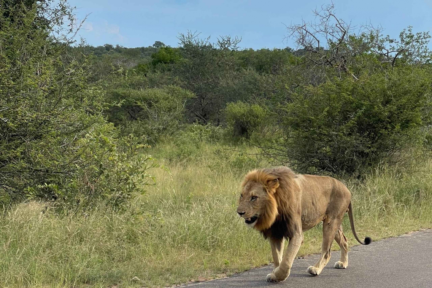 Au départ de Johannesburg : Parc national Kruger 2 jours de safari BIG 5