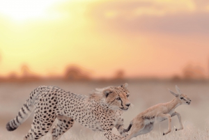 Johannesburgista: Johannesburg: Gepardien suojelualue Opastettu kierros