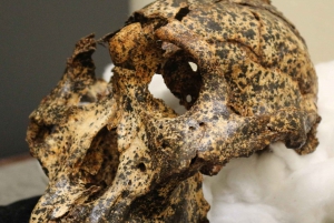 Fra Johannesburg: Tur til menneskehedens vugge