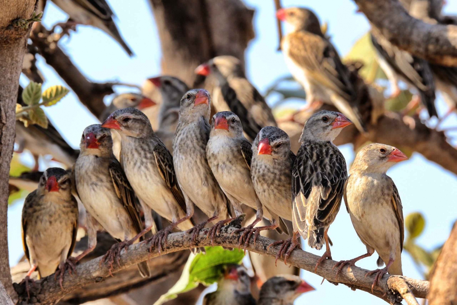 Da Cidade do Cabo: viagem de safári de 2 dias ao Parque Nacional Kruger