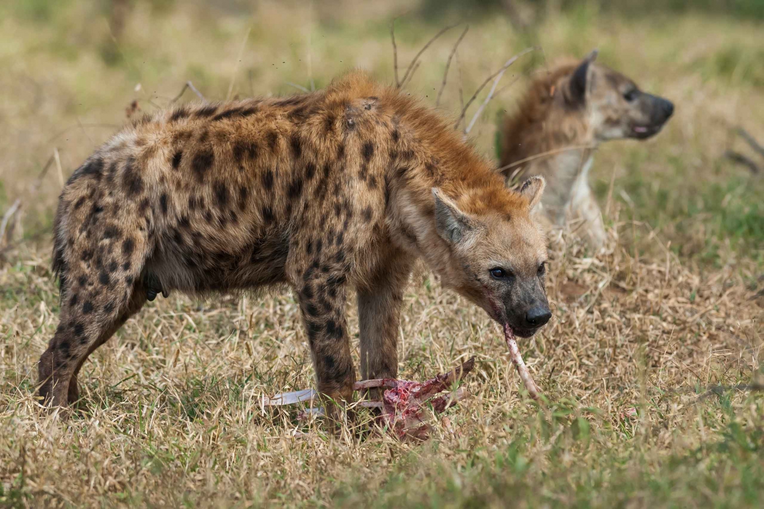 De Ciudad del Cabo a Kruger: Safari de 3 días por el Parque Kruger