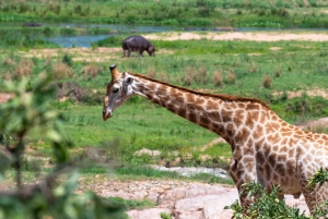 Du Cap à Kruger : 3 jours de safari dans le parc Kruger