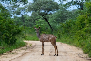 Du Cap à Kruger : 3 jours de safari dans le parc Kruger