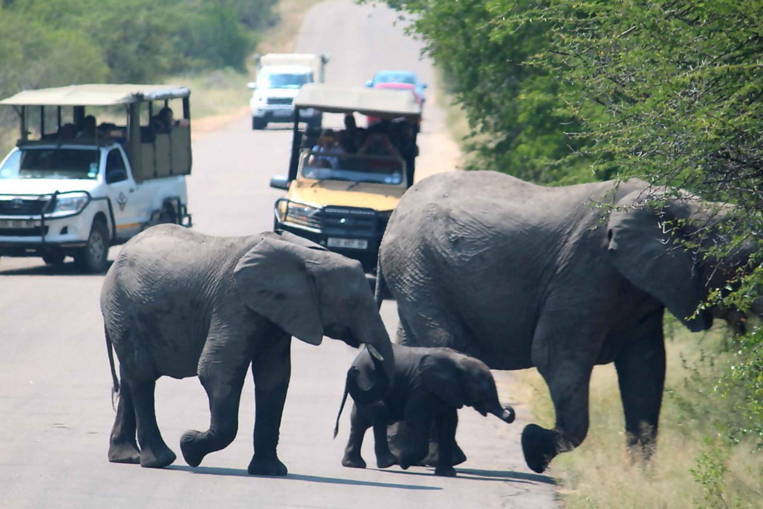 Desde Johannesburgo: safari de dos días en el Parque Nacional Kruger