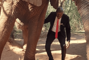 Yksityinen Johannesburgista: 2 tunnin elefanttikohtaaminen