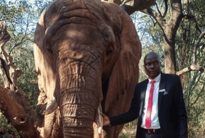 Yksityinen Johannesburgista: 2 tunnin elefanttikohtaaminen