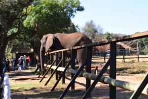 Yksityinen Johannesburgista: 2 tunnin elefanttikohtaaminen