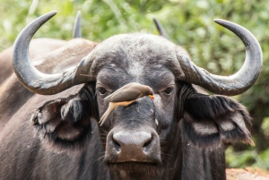 De Joanesburgo: Safári de 3 dias no Parque Nacional Kruger