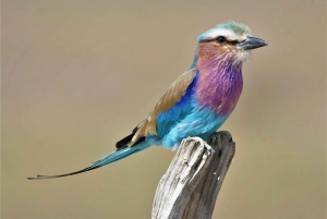 De Joanesburgo: Safári de 3 dias no Parque Nacional Kruger