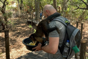 Da Johannesburg: Escursione di un giorno al santuario degli elefanti e delle scimmie
