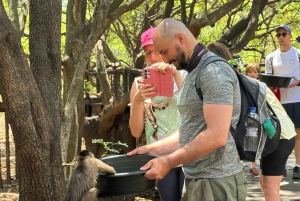 Da Johannesburg: Escursione di un giorno al santuario degli elefanti e delle scimmie