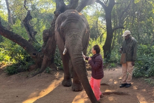 Da Johannesburg: Escursione di un giorno al santuario degli elefanti e delle scimmie