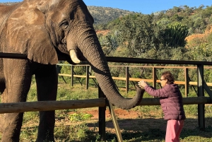 Da Johannesburg: Escursione di un giorno al santuario degli elefanti e delle scimmie