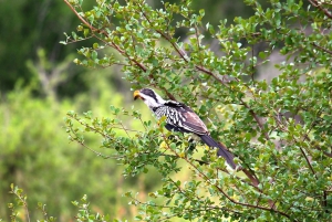 From Johannesburg: Full-Day Kruger National Park Safari