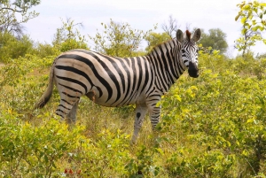 From Johannesburg: Full-Day Kruger National Park Safari