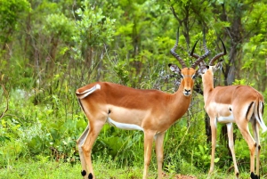 From Johannesburg: Full-Day Kruger National Park Safari