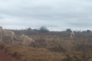 Da Johannesburg: Villaggio culturale di Lesedi e tour del Parco dei leoni