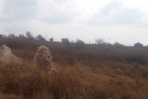 Da Johannesburg: Villaggio culturale di Lesedi e tour del Parco dei leoni