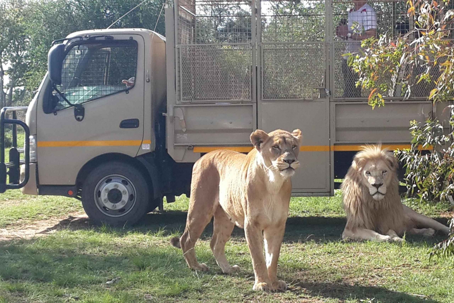 Från Johannesburg: Halvdagsutflykt till Lion & Safari Park