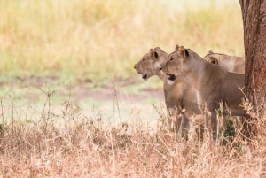 De Joanesburgo: Excursão de meio dia ao Parque do Leão e Safari