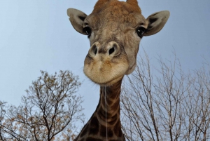 De Joanesburgo: Excursão de meio dia ao Parque do Leão e Safari