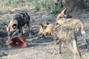 De Joanesburgo: Excursão de meio dia ao Parque do Leão e Safari