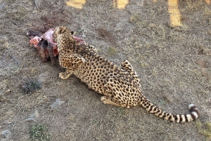 De Joanesburgo: Excursão de meio dia ao Parque do Leão e Safari