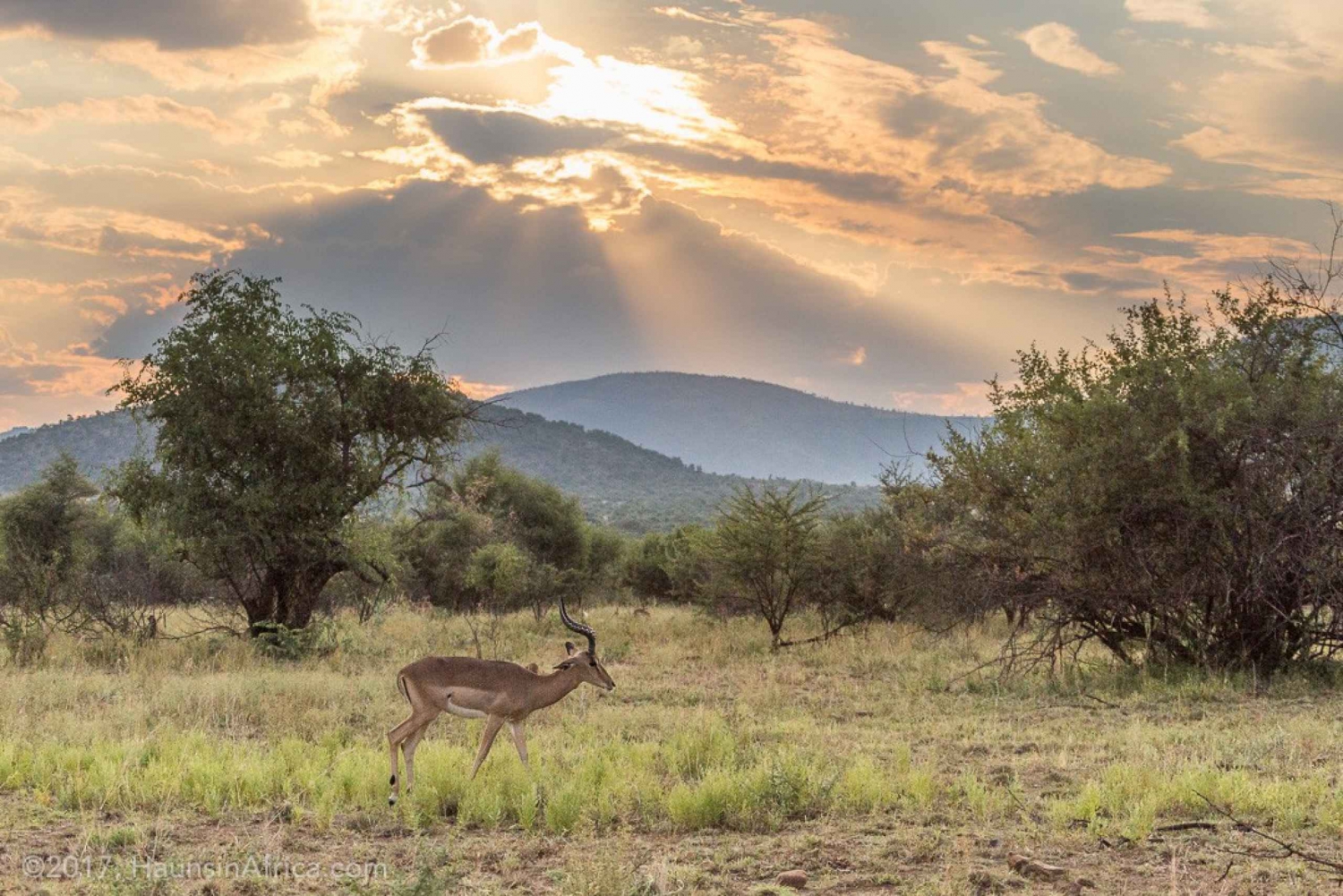Au départ de Johannesburg : Safari dans le parc national de Pilanesberg