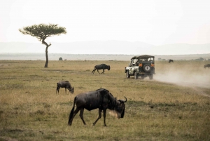 Desde Johannesburgo Safari de caza en la Reserva Natural de Pilanesberg