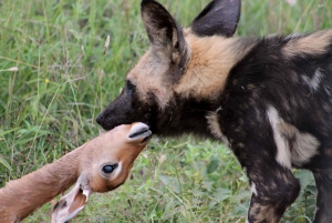 From Johannesburg: Pilanesberg Nature Reserve Game Safari