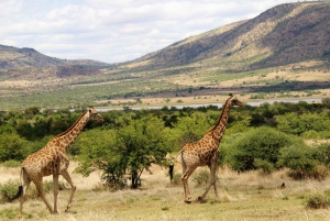 From Johannesburg: Pilanesberg Nature Reserve Game Safari