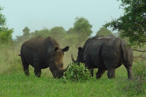 From Johannesburg: Pilanesberg Nature Reserve Game Safari