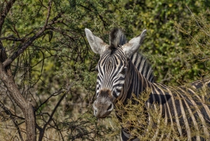 From Johannesburg: Pilanesberg Nature Reserve Game Safari