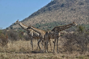 From Johannesburg: Pilanesberg Nature Reserve Game Safari