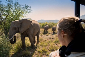 From Johannesburg: Pilanesberg Nature Reserve Game Safari