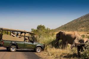 From Johannesburg: Pilanesberg Nature Reserve Game Safari