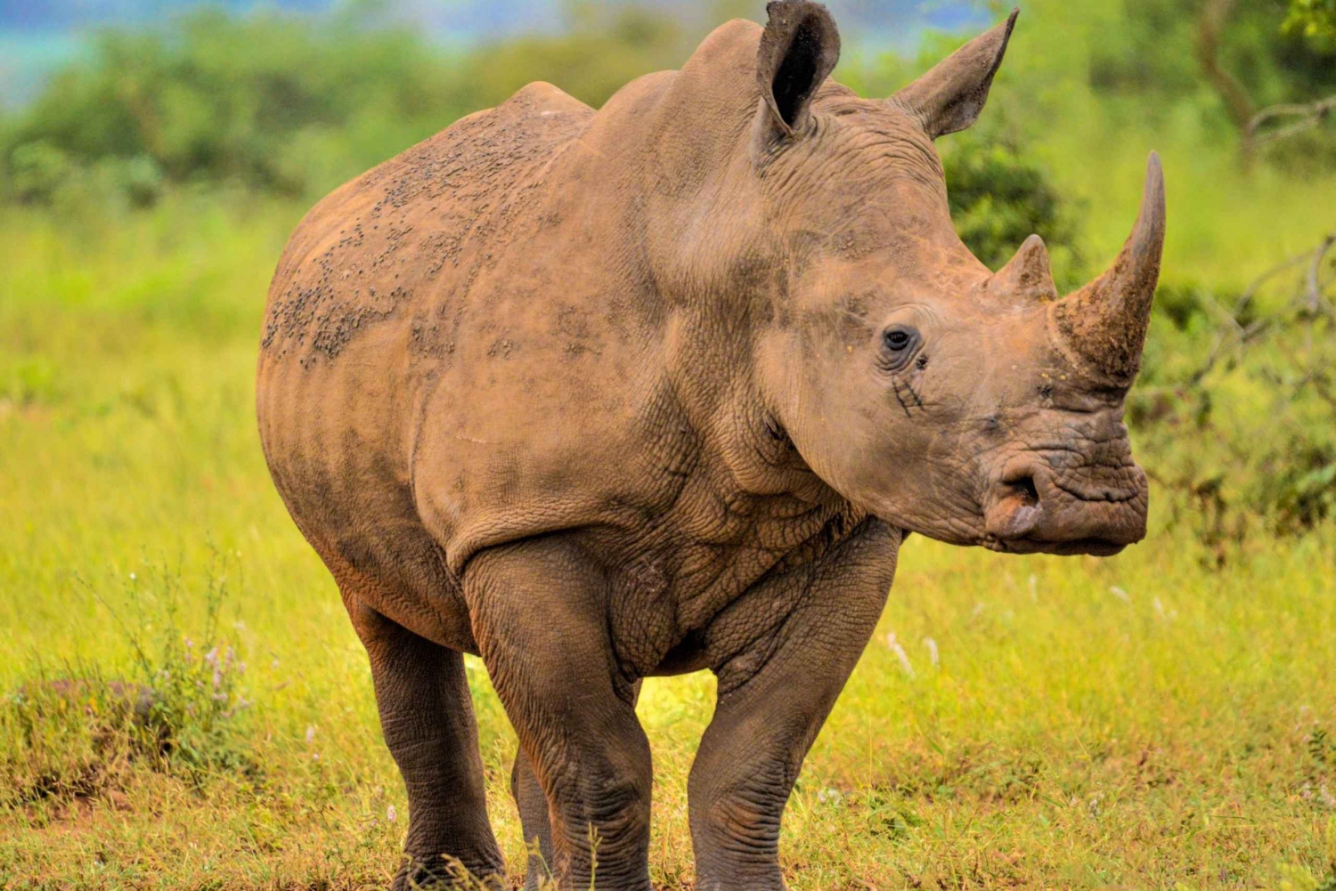 De Johannesburg: Rhino & Lion Safari et Wonder Cave Tour