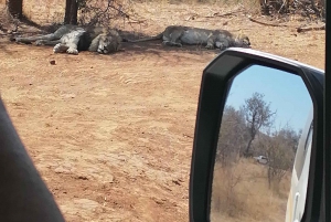 TOUR DE MEDIO DÍA POR EL PARQUE DE LOS LEONES Y SAFAFI