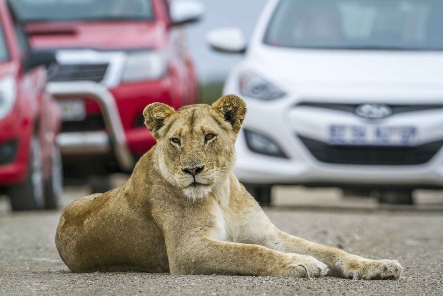 Hartbeespoort : Visite autonome du parc des lions et du safari