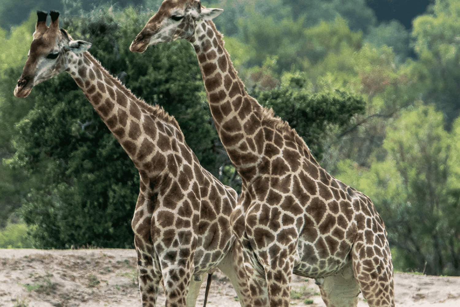 Johannesburg: 2 päivän Kruger Big 5 Luxury Lodge Fly-In Safari