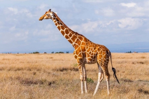 ヨハネスブルグ：3日間のクルーガー国立公園とブライデ川…