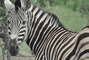 Johannesburg: 3-Day Kruger National Park and Panorama Route…