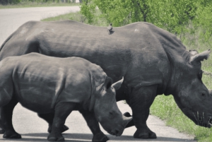 Johannesburg: 3-Day Kruger National Park and Panorama Route…