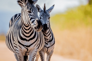 Johannesburg: 3-Day Kruger National Park and Panorama Route…