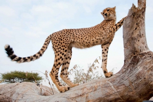 Johannesburg : Circuit de 4 jours dans le parc Kruger et le canyon de la rivière Blyde